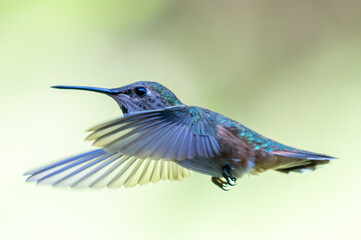 Closeup of a hummingbird in mid-flight