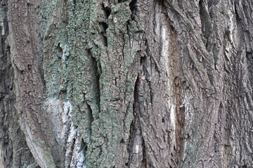 Green lichen on dry bark of Robinia pseudoacacia]