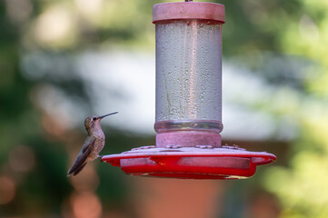 Closeup of a hummingbird perched on a bird feeder