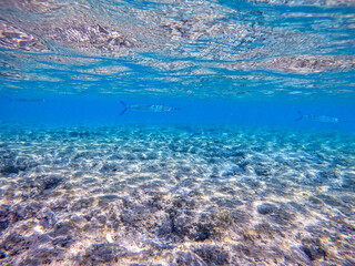 Garfish or Needlefish (Tylosurus crocodilus) at coral reef..