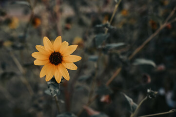 Closeup of a perennial sunflower growing on a shrub
