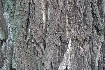 Surface of dry gray bark of Robinia pseudoacacia
