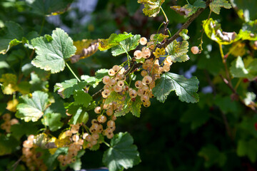 Brush of white currant berries among green leaves.