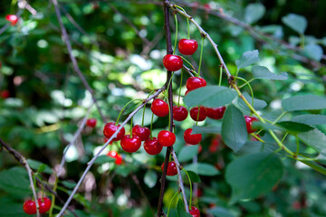Red ripe juicy cherries berries hanging on cherry tree branch. .