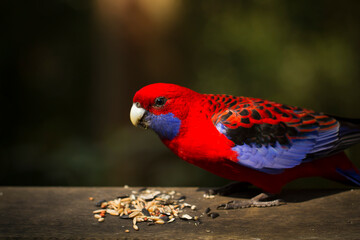Beautiful red rosella (Platycercus elegans) perched atop a wooden table covered with sunflower seeds