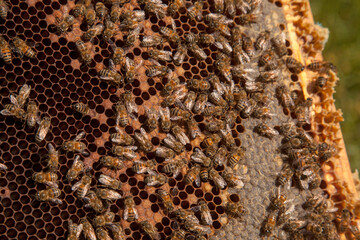 Working bees in a hive on honeycomb. Bees inside hive with sealed and open cells for their young..