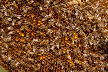 Working bees on honeycomb with sweet honey and pollen..