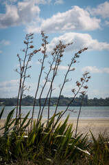 Fototapeta premium Harakeke flax bush, Omokoroa, New Zealand