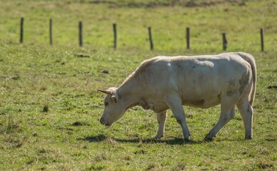 Vache charolaise au pâturage à Cormaranche-en-Bugey, Ain, France