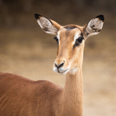 impala antelope in wild close 