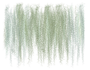 abstract background, Spanish moss separates from the white ground. - obrazy, fototapety, plakaty