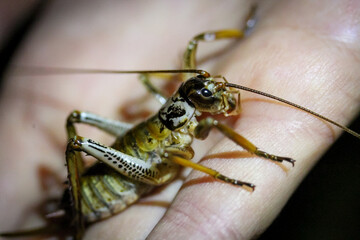 New Zealand wētā close-up