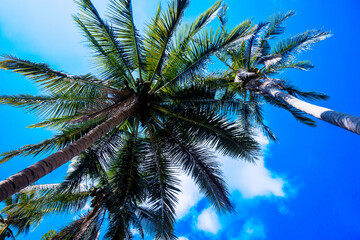 Coconut tree blue sky and palm trees, view from below,  and summer background, travel and relax concept.