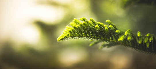 Pine leaves and golden light background of morning sunrise, green pine trees.