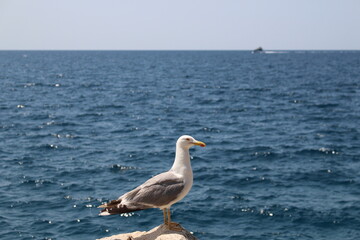 seagull on a rock
