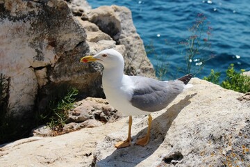 Seagull