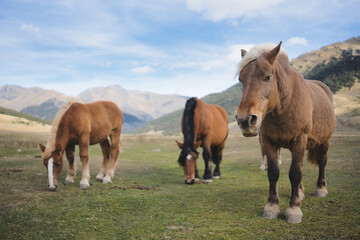 Portrait of wild horses in the landscape, the horses are in a nature park.