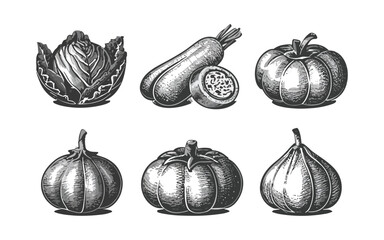 set of vegetables, hand-drawn vector illustration, engraved-style object, on white background