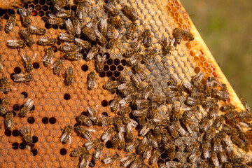 Working bees in a hive on honeycomb. Bees inside hive with sealed and open cells for their young..
