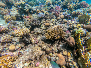 Fototapeta na wymiar Underwater life of reef with close up view of corals and tropical fish. Coral Reef at the Red Sea, Egypt.