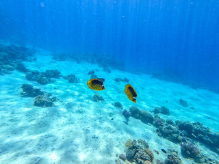 Diagonal butterflyfish (Chaetodon fasciatus) at the Red Sea coral reef..