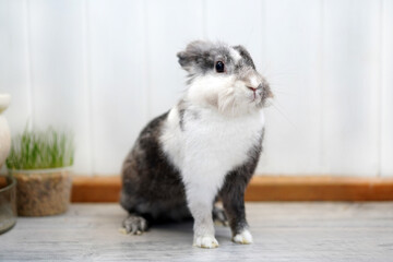 Fototapeta na wymiar Gray rabbit with white chest at home near grass
