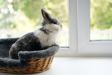 Gray and white rabbit sitting in a basket on the windowsill