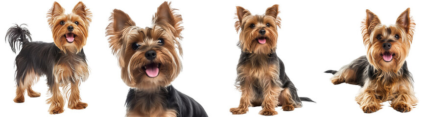 Happy Yorkshire Terrier (Yorkie) dog collection, standing, portrait, sitting, lying, isolated on a white background, animal bundle - obrazy, fototapety, plakaty