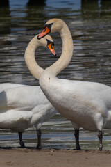two swans touching each other's necks