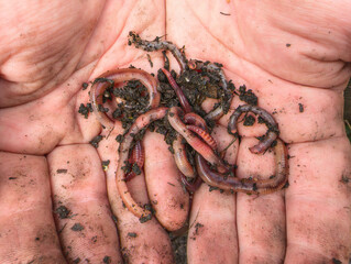 Full of Life: Earthworms and Soil