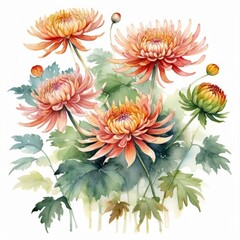 chrysanthemum watercolor painting