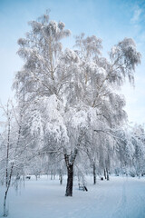 Beautiful winter landscape with snow-covered trees. City park in winter