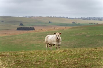 Naklejka na ściany i meble Australian cows grazing in a field on pasture. close up of a white murray grey cow eating grass in a paddock in springtime in australia