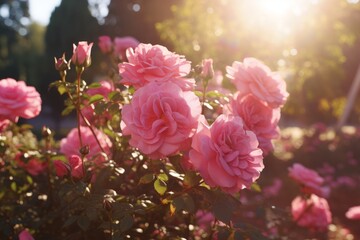 Fototapeta premium Sun-Kissed Pink Rose Garden Buds Close-Up
