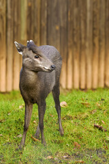 The tufted deer (Elaphodus cephalophus) a small Asian deer. Female small deer on green grass with a wooden fence in the background.
