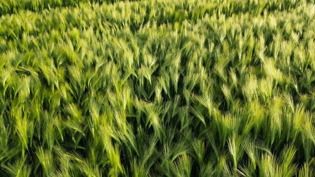 Drone footage of a cultivated wheat field with tractor tracks on a sunny windy day