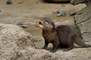 鳴くコツメカワウソの赤ちゃん