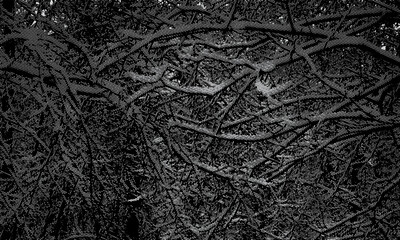 Abstract black and white background. Texture of the tree. Monochrome.