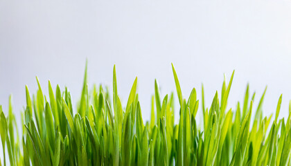 Fototapeta premium Fresh spring green grass against white background, copy space