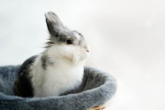 Grey rabbit in a basket on a white background isolate