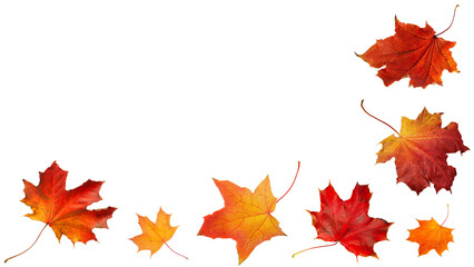 Orange red autumn leaves  falling down Isolated on white