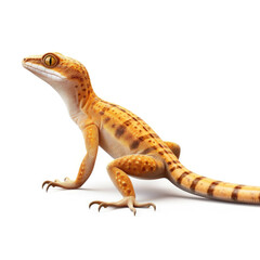 Obraz premium Gecko isolated on white background