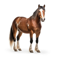 Horse isolated on white background