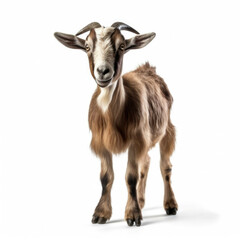 Fototapeta premium Goat isolated on white background