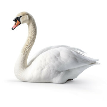 Swan isolated on white background