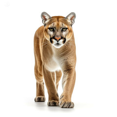 Cougar isolated on white background