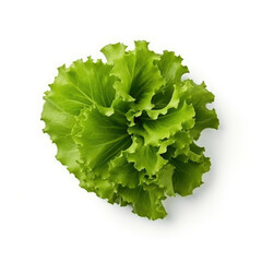 Oak lettuce isolated on white background