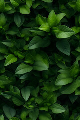 Fototapeta na wymiar leaves nature background, closeup leaves texture, tropical leaves