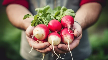 Fotobehang Farmer's hands holding fresh radish, closeup - Organic fresh harvested vegetables © TPS Studio