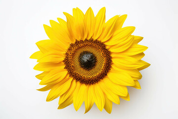 Fototapeta premium A close-up of a yellow sunflower against a white background, with its petals spread open and its center stamen exposed